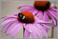 Flowers with Bee