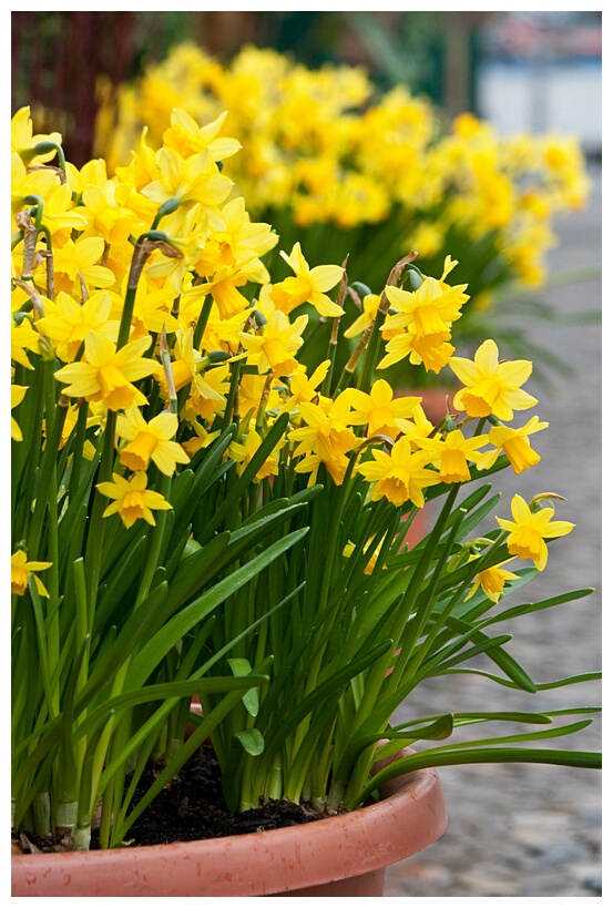 Narcissus