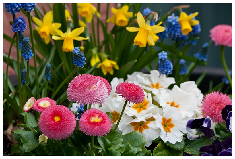 Winter Flowers