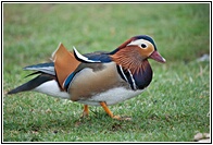Mandarin Duck
