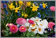 Winter Flowers