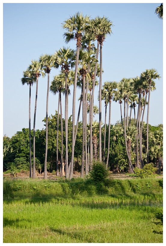 High Palms