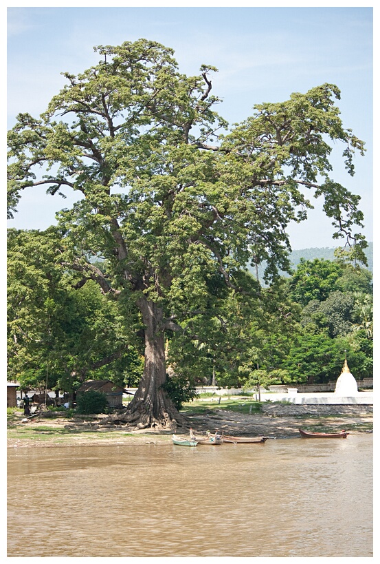 Big Tree
