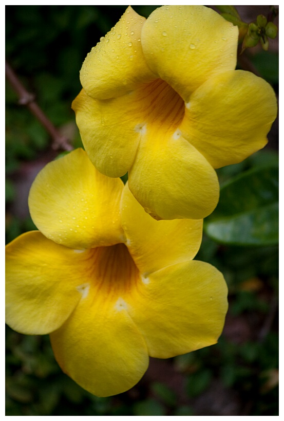 Yellow Flowers
