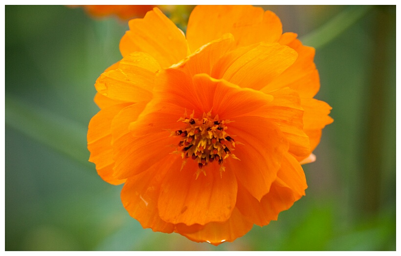 Kalaw Flower
