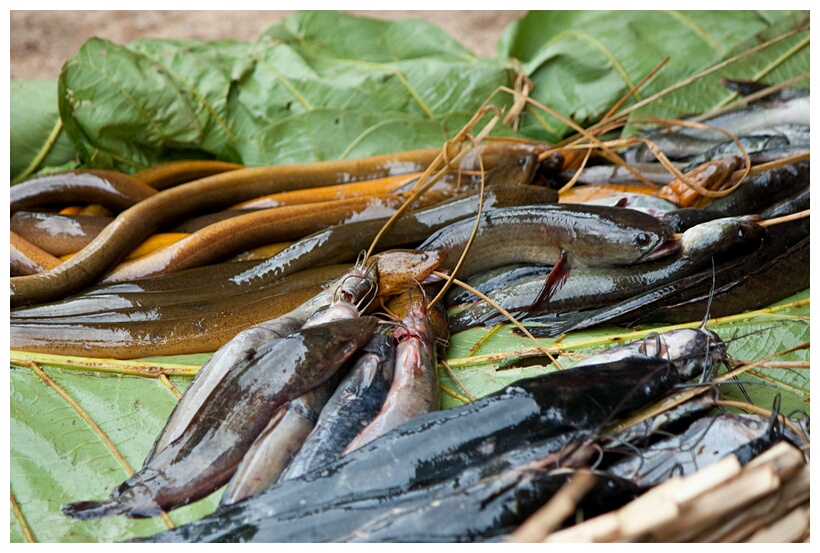Fresh Fish