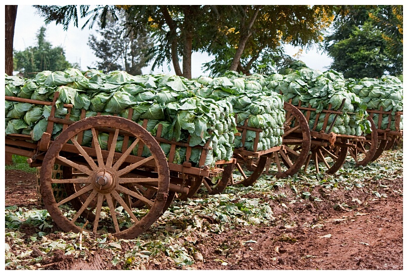 Rustic Carts