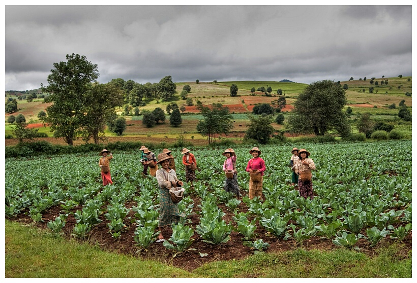 Cabbage Field