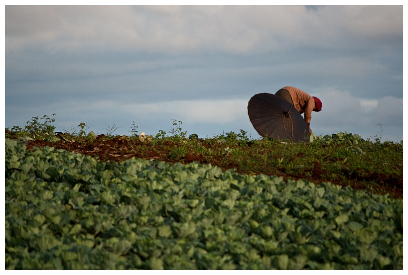Farmer Working