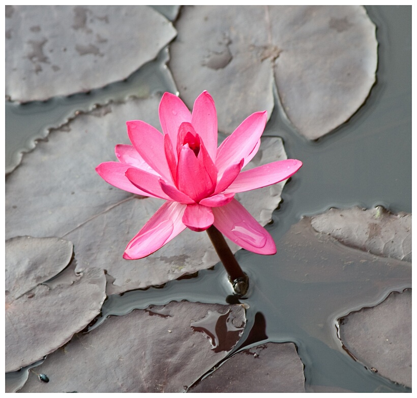 Pink Lotus