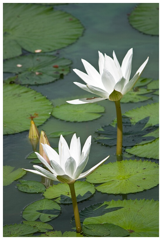 Lotus Flowers