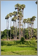 High Palms
