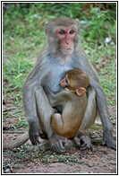 Animal Love
