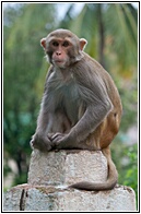 Monywa Monkey