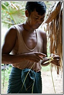 Plaiting Palm