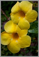 Yellow Flowers