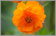 Kalaw Flower