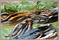 Fresh Fish