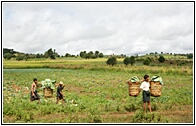 Rural Landscape