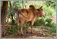 Burma Cow