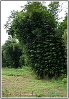 Bamboo Fields