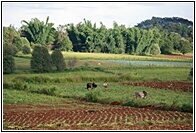 Working on the Fields