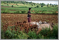 Oxen Cart