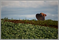 Farmer Working