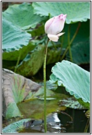Lotus Flower