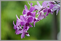 Inle Lake Flowers