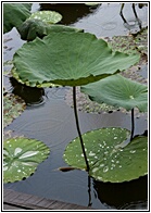 Lotus Leaves