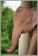 White Elephant