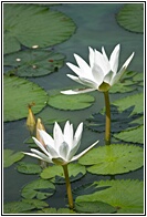 Lotus Flowers