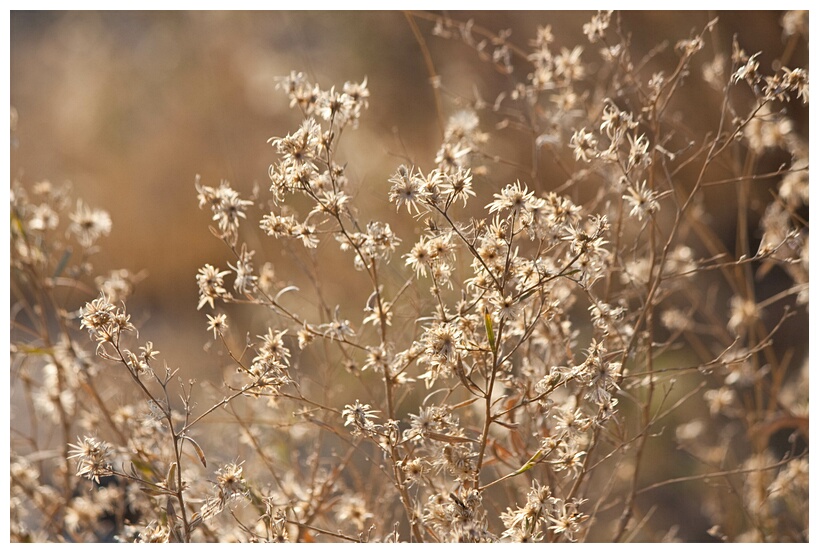 Savannah Plants