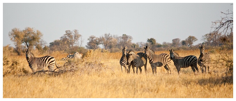 Zebras