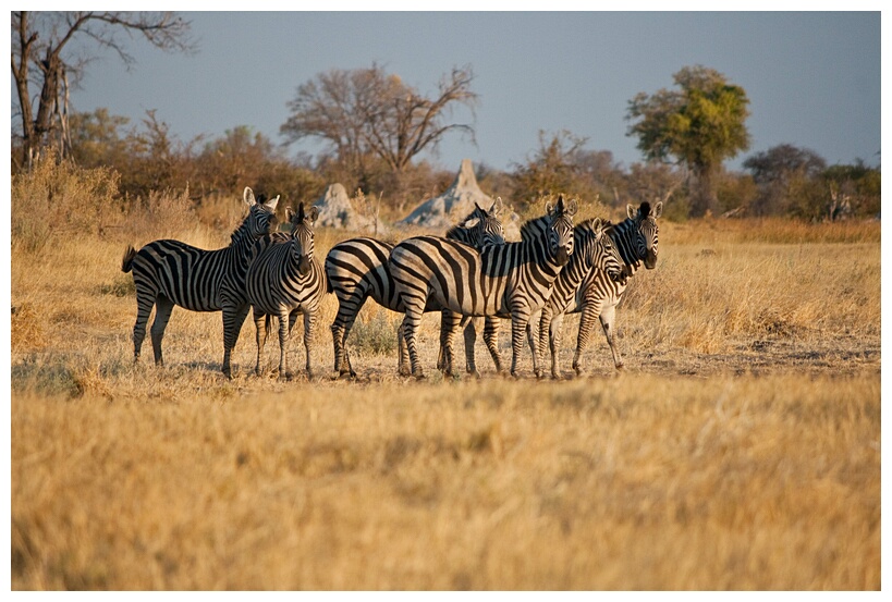 Zebras Watching