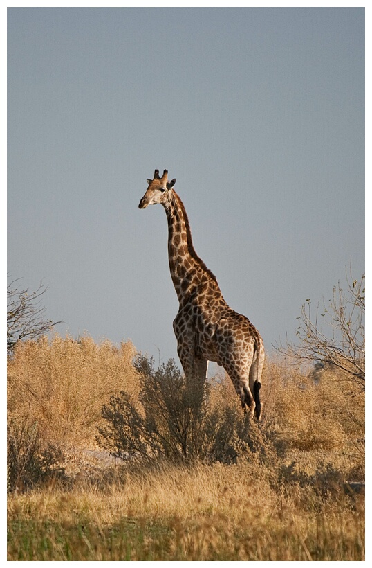 Giraffe