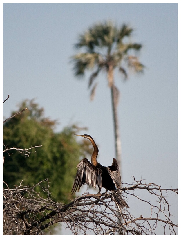 Reed Cormorant