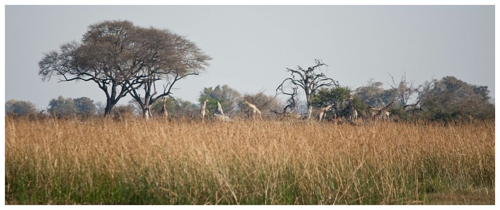 Giraffes in the Distance