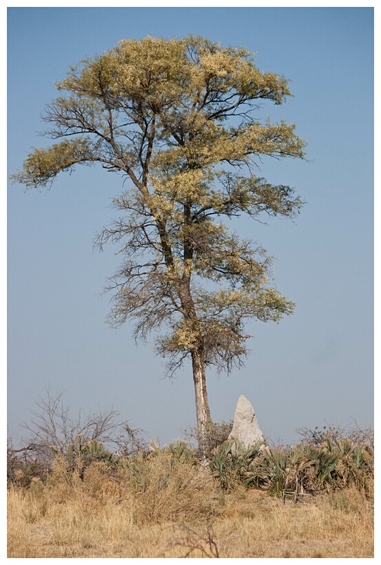 Tree and Termite Mound