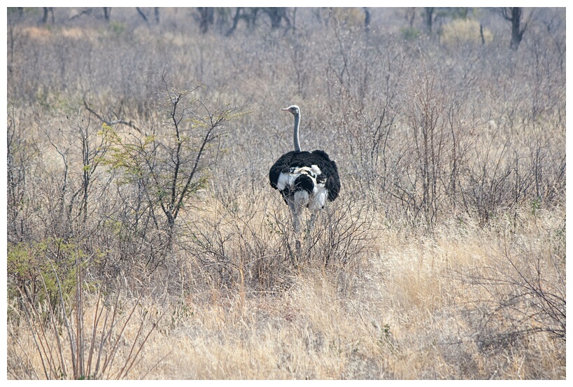Ostrich