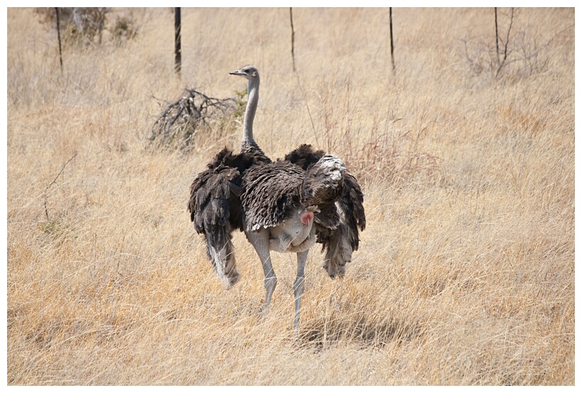 Female Ostrich