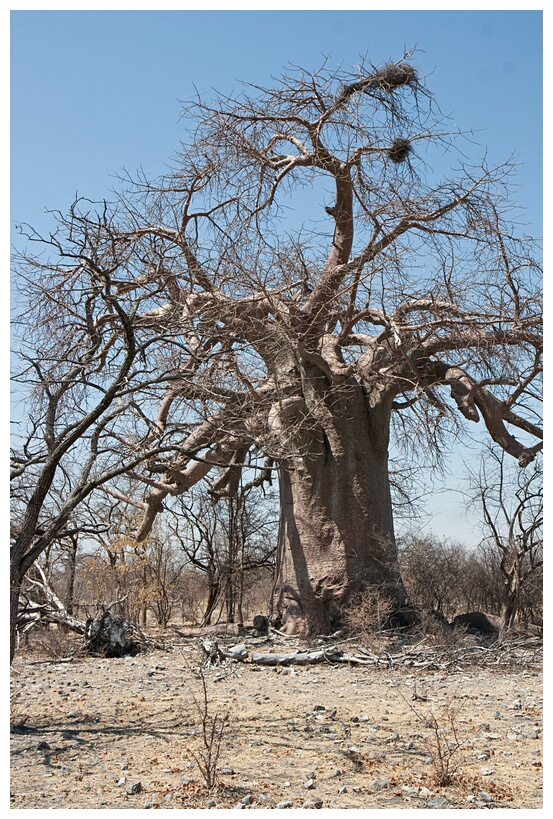 Baobab Tree