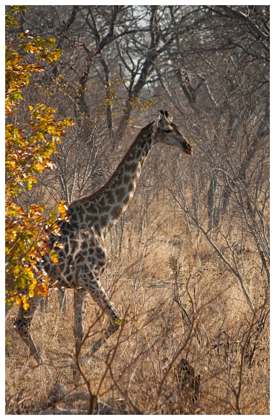 Giraffe