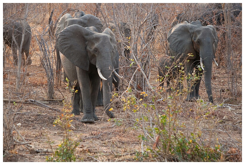 Elephant Herd