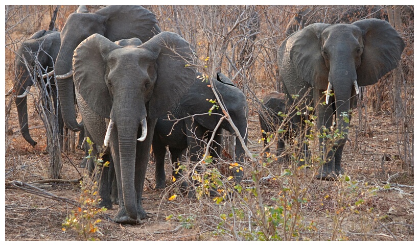 Herd of elephants