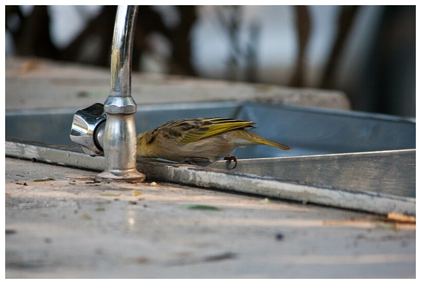 Thirsty
