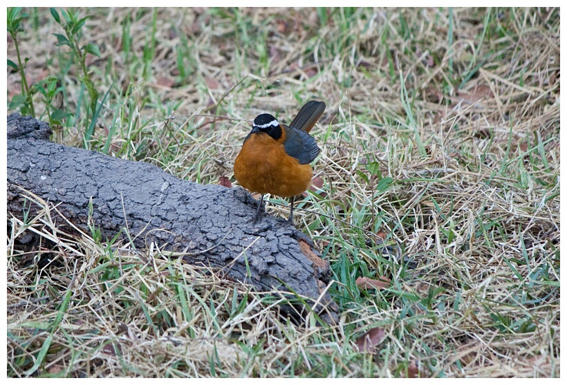 White-Browned Robin-Chat