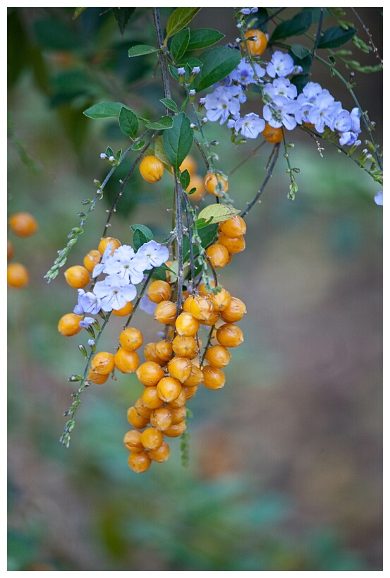Strange Berry