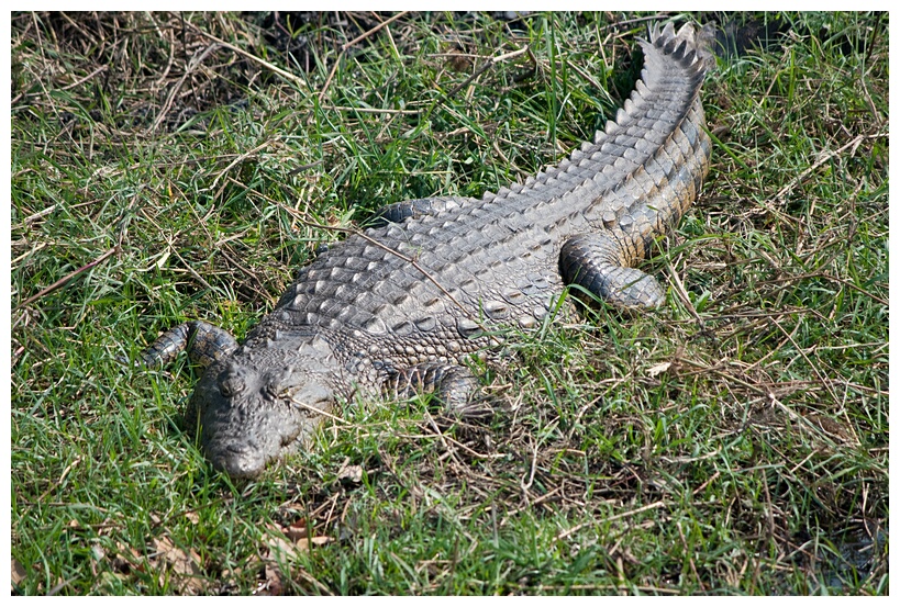 African Crocodile
